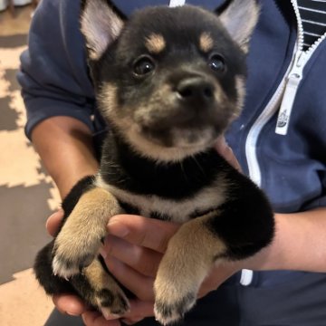 柴犬(豆柴)【滋賀県・男の子・2024年9月24日・黒】の写真「おっとりのんびりな長男豆柴」