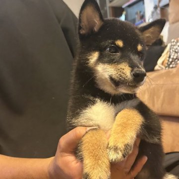 柴犬(標準サイズ)【滋賀県・男の子・2025年7月6日・黒】の写真「マロの綺麗な男の子」