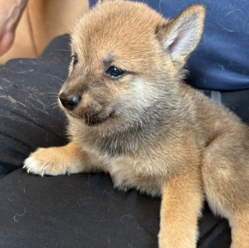 柴犬(標準サイズ)【滋賀県・男の子・2025年7月6日・赤】の写真「仲良し４兄弟。出産ラッシュの為大幅値下げ中❗️」