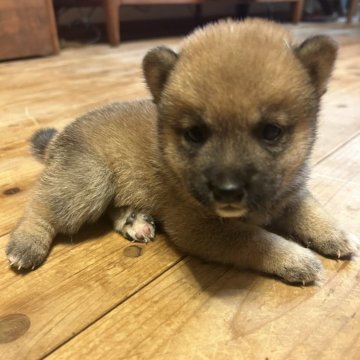 柴犬(豆柴)【滋賀県・男の子・2025年7月1日・赤】の写真「綺麗な赤の豆柴。出産ラッシュの為大幅値下げ中。」