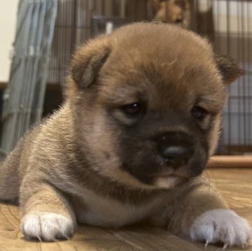 柴犬(豆柴)【滋賀県・女の子・2025年8月21日・赤】の写真「ぽっちゃり女の子」