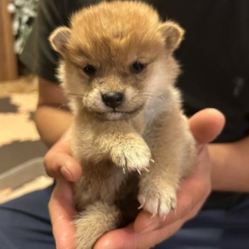 柴犬(標準サイズ)【滋賀県・男の子・2024年11月17日・赤】の写真「おとなしい」