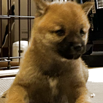 柴犬(豆柴)【滋賀県・男の子・2025年2月21日・赤】の写真「元気な長男」