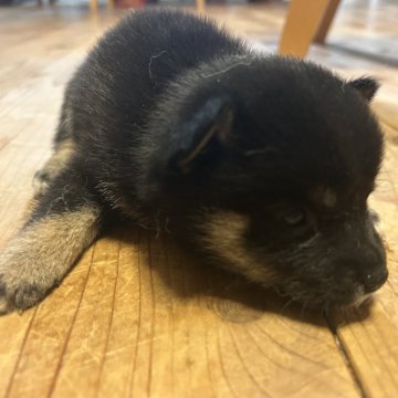 柴犬(豆柴)【滋賀県・男の子・2025年7月1日・黒】の写真「マロが綺麗な子。出産ラッシュの為大幅値下げ中。」