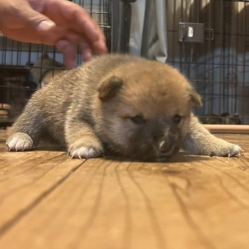 柴犬(豆柴)【滋賀県・男の子・2025年7月7日・赤】の写真「のびのび成長してます。出産ラッシュの為大幅値下げ中」