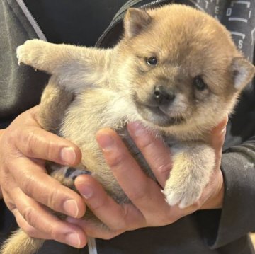 柴犬(豆柴)【滋賀県・男の子・2025年1月2日・赤】の写真「甘えん坊さんの次男くん」