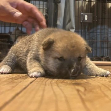 柴犬(豆柴)【滋賀県・男の子・2025年7月7日・赤】の写真「のびのび成長してます。出産ラッシュの為大幅値下げ中」