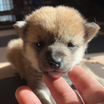 柴犬(豆柴)【滋賀県・女の子・2024年11月15日・赤】の写真「少し小柄な赤豆柴」