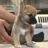 豆柴