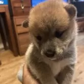 柴犬(標準サイズ)
