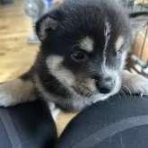 柴犬(標準サイズ)