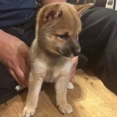 柴犬(豆柴)