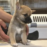 柴犬(豆柴)