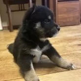 柴犬(標準サイズ)