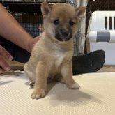 柴犬(豆柴)