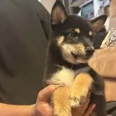 柴犬(標準サイズ)