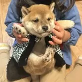柴犬(標準サイズ)