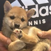 柴犬(豆柴)
