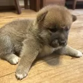 柴犬(標準サイズ)
