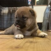 柴犬(豆柴)