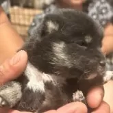 豆柴