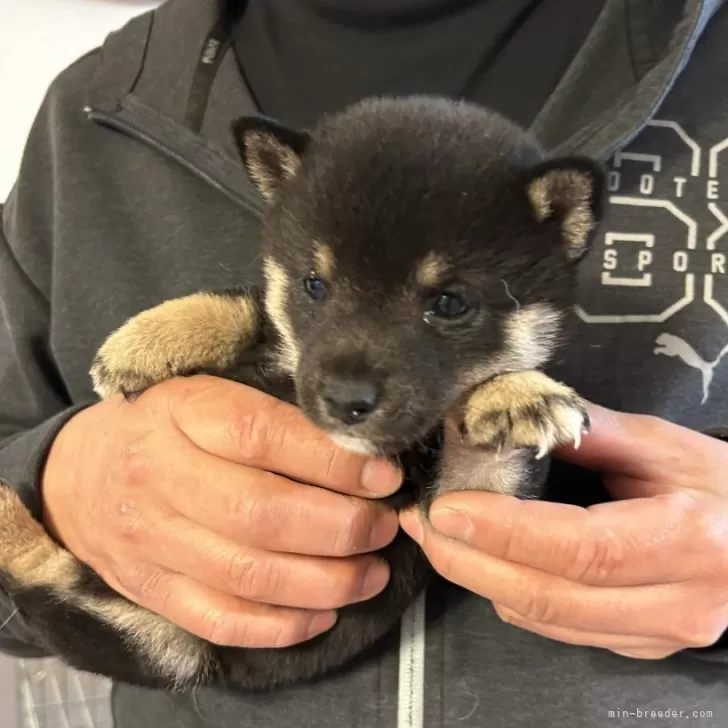 リク 様のお迎えした子犬