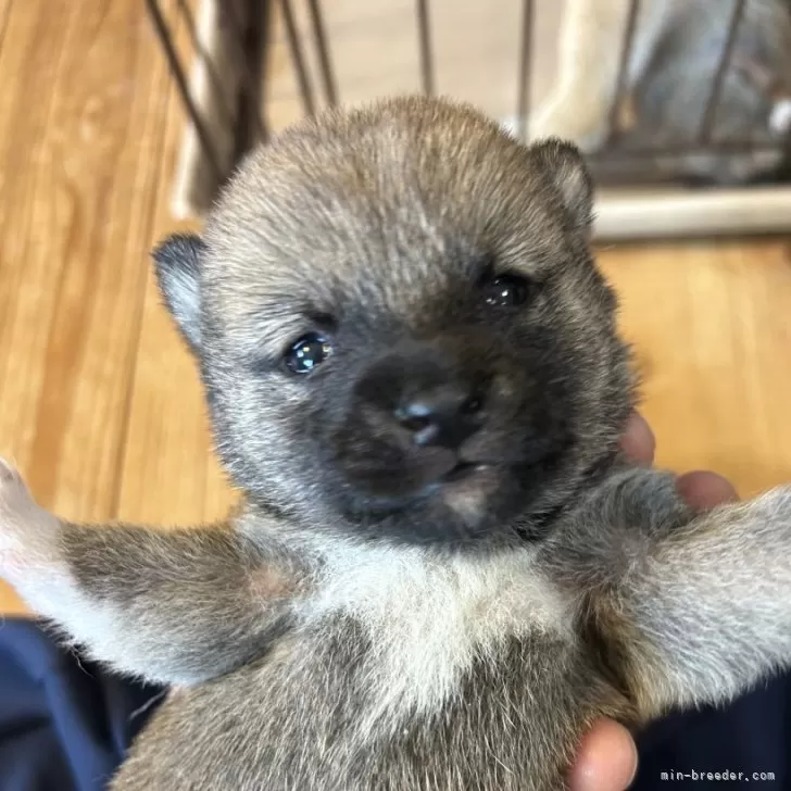 ID：2405-07623の子犬