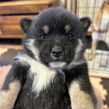 柴犬(豆柴)【滋賀県・女の子・2023年11月20日・黒】の写真「配色も綺麗な黒豆ちゃん」