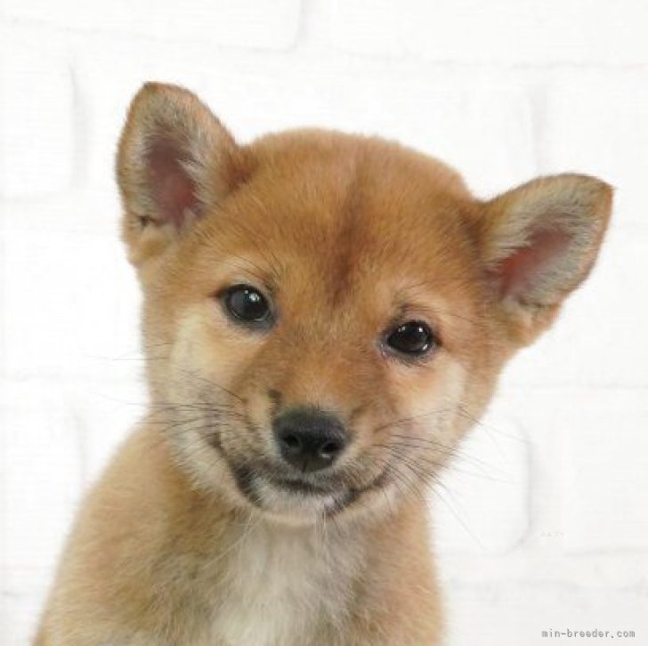 ブリーダー画像