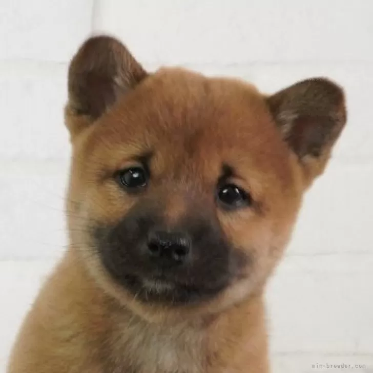 ID:2503-00063の子犬