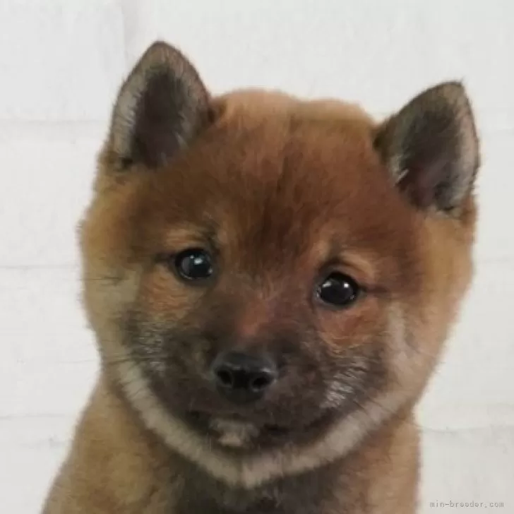 Mkagu 様のお迎えした子犬