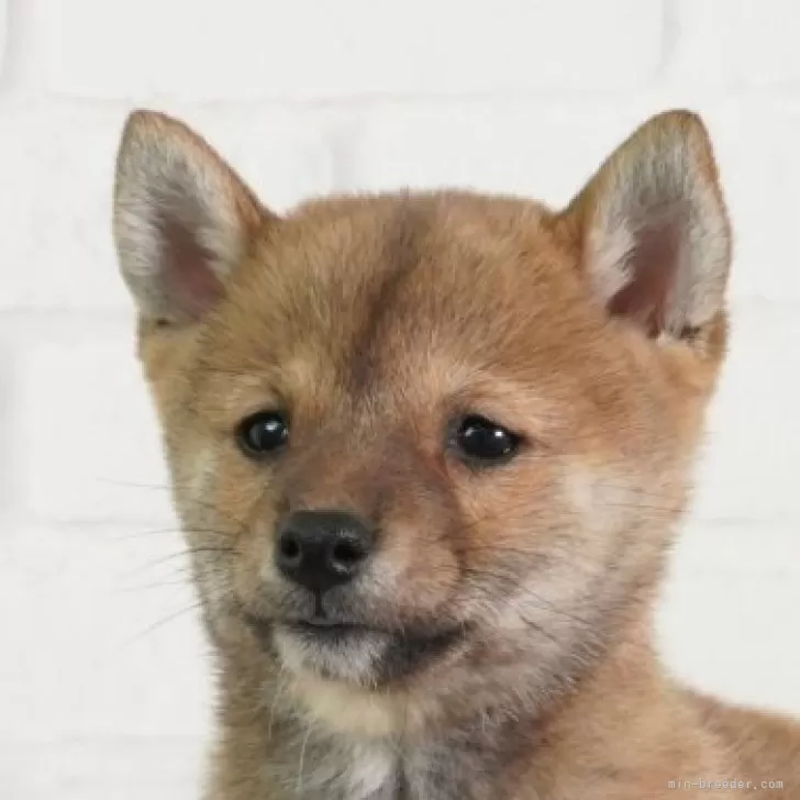 N.K 様のお迎えした子犬