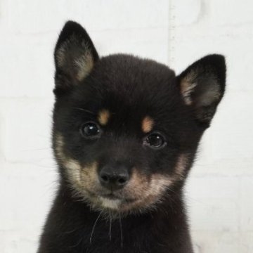 柴犬(豆柴)【大阪府・女の子・2024年6月25日・黒】の写真「日本で一番古い豆柴専門犬舎 失敗したくないならココ」