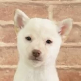 豆柴