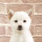 豆柴