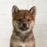 豆柴