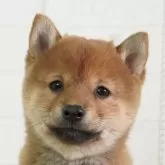 豆柴