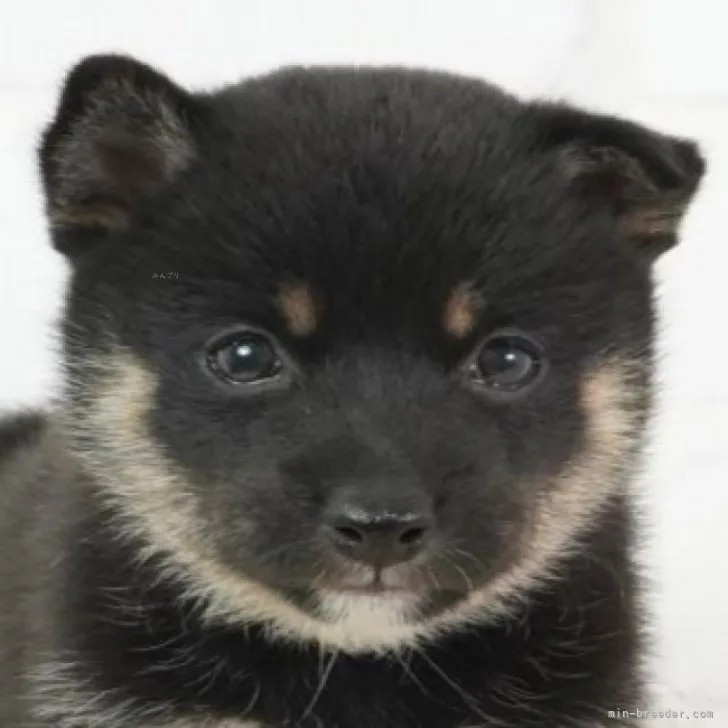 ID：2310-05996の子犬
