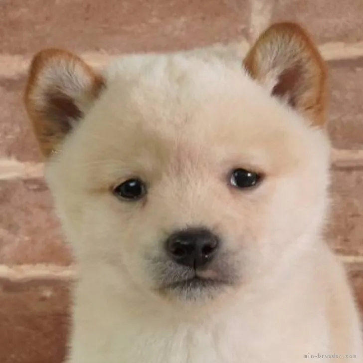ID:2312-00334の子犬