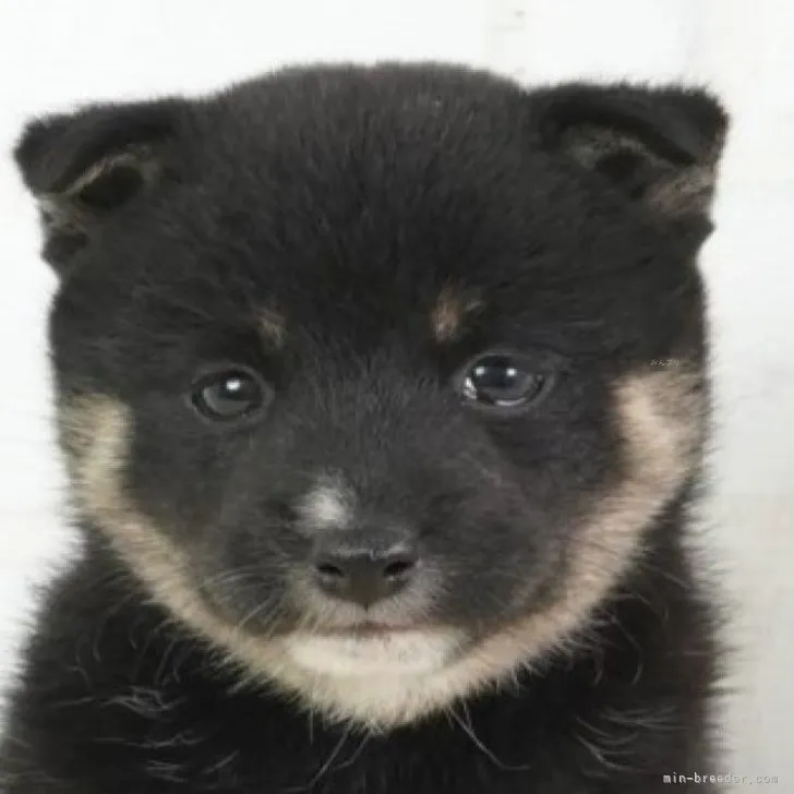 ID：2310-06009の子犬
