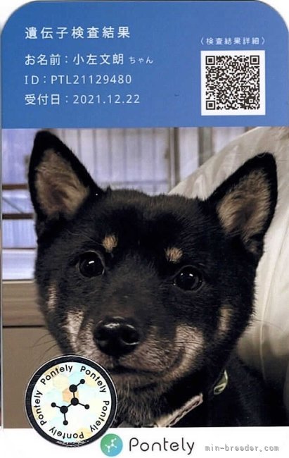 豆柴【・男の子・2020年12月28日・黒】