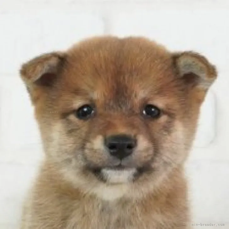 ID:2309-00367の子犬