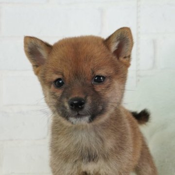柴犬(豆柴)【大阪府・女の子・2023年5月13日・赤色】の写真「つぶらな瞳がとても魅力な女の子」