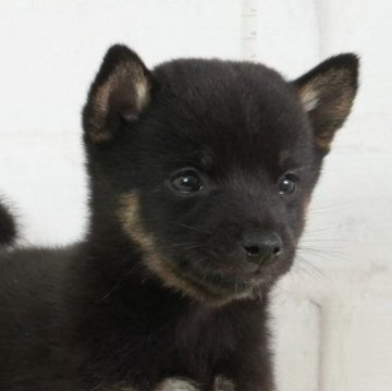 柴犬(豆柴)【大阪府・男の子・2024年4月26日・黒】の写真「めっちゃおちゃめな黒豆柴の男の子！」