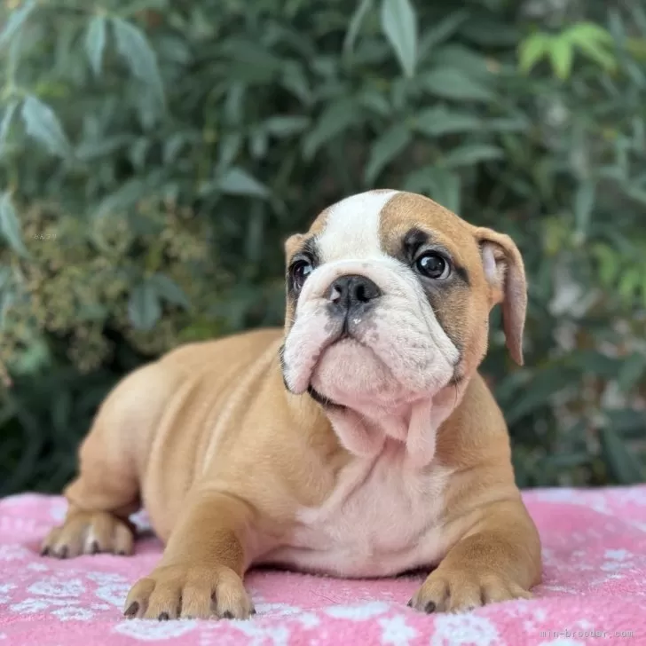 ID：2506-04019の子犬