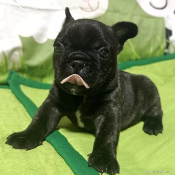 ID:2507-06595の子犬