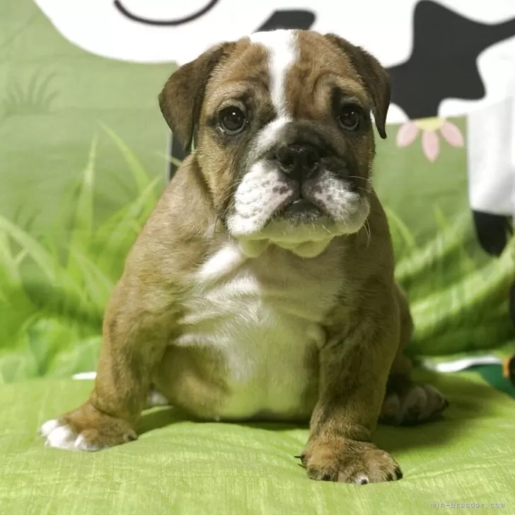 ID：2509-05969の子犬