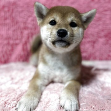 柴犬(標準サイズ)【三重県・女の子・2025年2月26日・赤色】の写真「キレイな女の子」