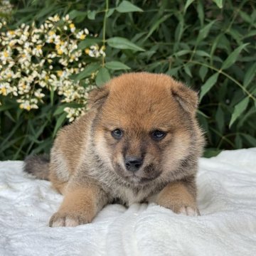柴犬(標準サイズ)【三重県・女の子・2025年5月17日・赤色】の写真「血筋の良い可愛い女の子」