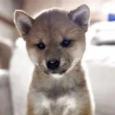 柴犬(標準サイズ)